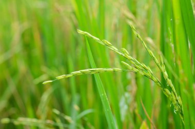 Yeşil çeltik pirinç bitki
