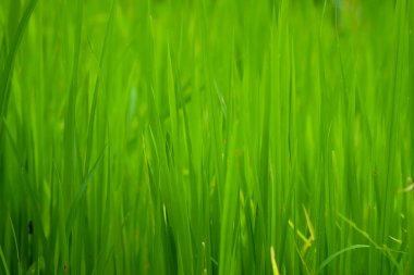 Alanları pirinç veya yeşil yakın yukarı çimen