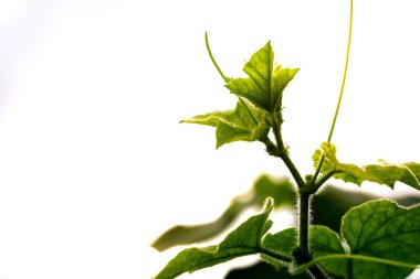 Yeşil Beyaz bir arka plan üzerinde yakın yaprakları