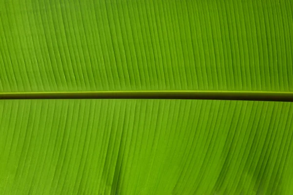 Bladen av bananträdet — Stockfoto