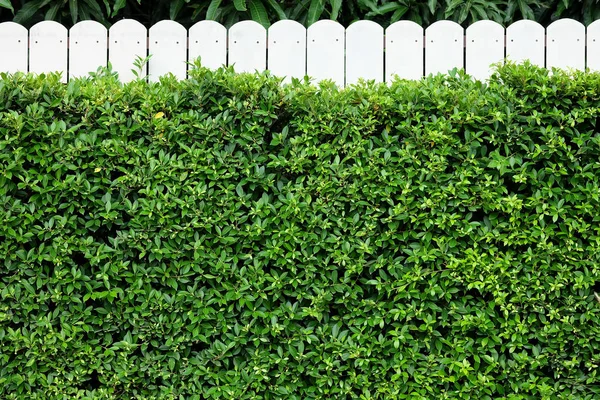 Background wall green abstract tree on the white wall