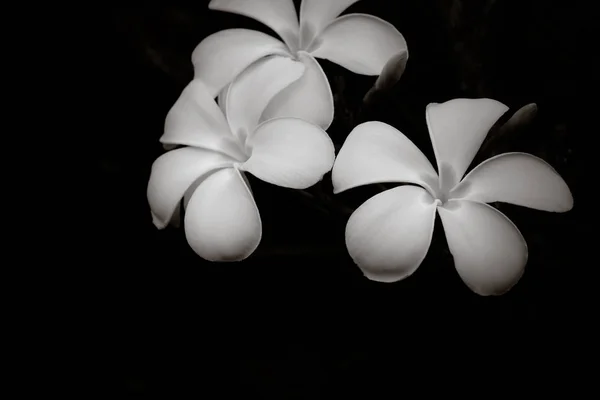 Frangipani en la oscuridad Imagen en blanco y negro —  Fotos de Stock