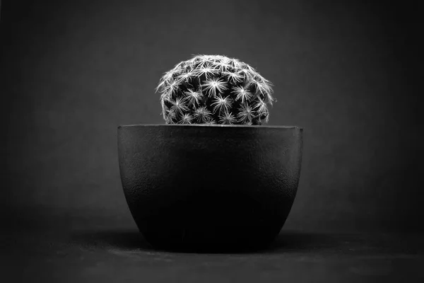 Closeup of small Cactus in pot ,Black and white tone — Stock Photo, Image