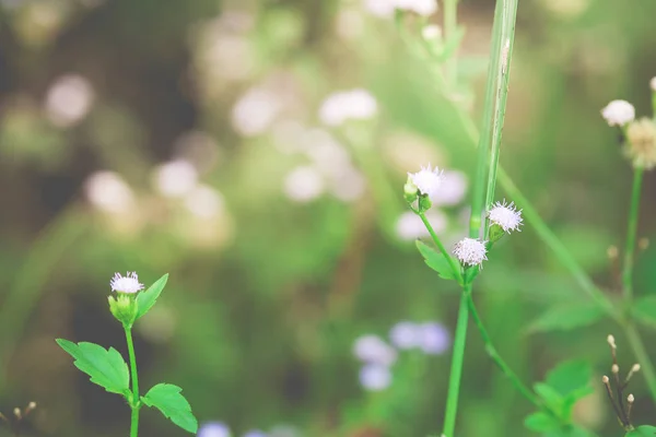 Kis virágok a lila fény és a zöld levelek — Stock Fotó