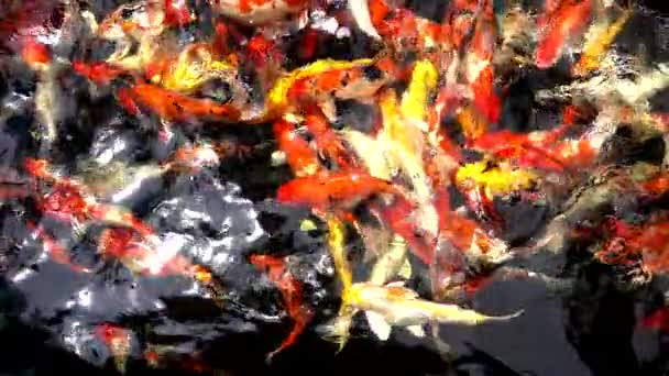 He Fancy carp fish is swimming in pond ,Slow motion — Stock Video