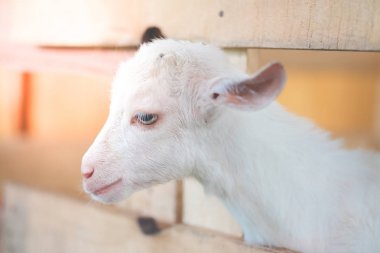 Beyaz Keçi ahır dışında arıyorsunuz.