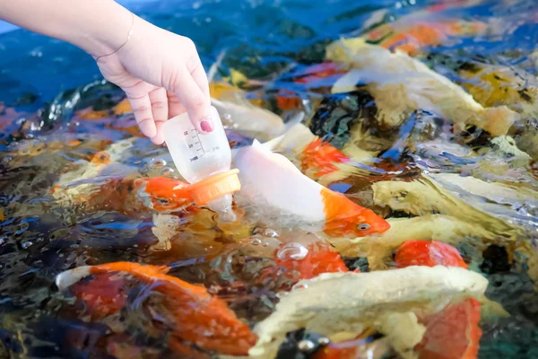 Kvinnors händer utfodring fisk från nappflaskor. — Stockfoto