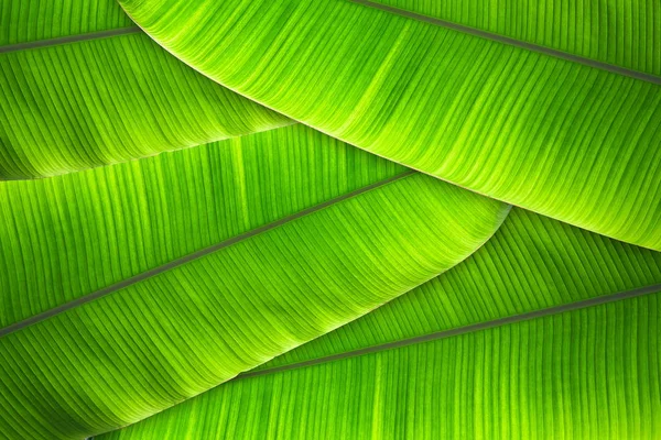 As folhas da bananeira Texturizado fundo abstrato — Fotografia de Stock
