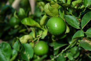 Limon meyve sebze bahçesinde kapatın