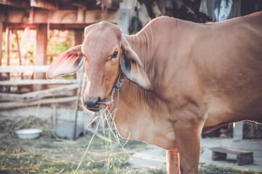 Kahverengi inek ot ya da saman kırsal alanda yemek.