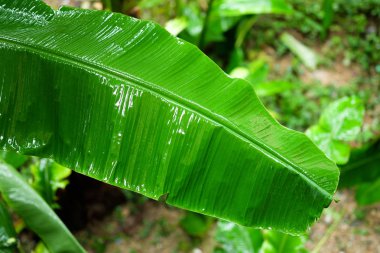 Yağmur sonrası üstten görünüm ıslak muz yaprakları.