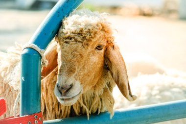 Yemek için ahır dışarı yapışmasını çiftlikte kahverengi koyun