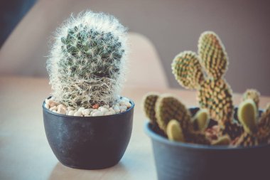 Ahşap bir masa, vintage sesi üzerine Mammillaria bocasana kaktüs