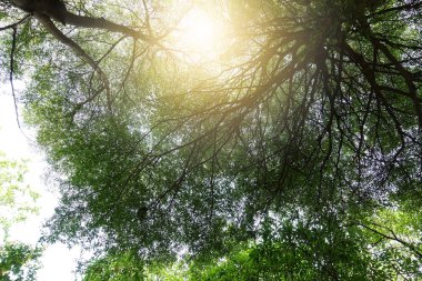Terminalia ivorensis ağacının yeşil yaprakları büyük şube büyüyor