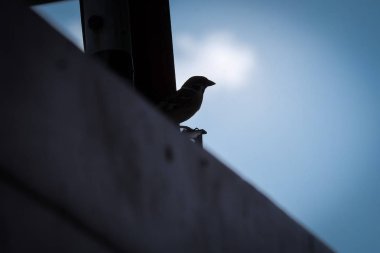 Bir çit balkon gökyüzü arka plan üzerinde evin dışında bir serçe silüeti açıktır.