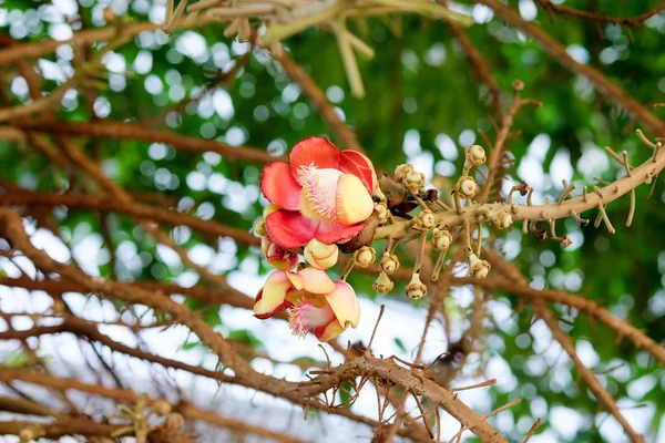 Flores Cor Rosa Florescendo Bela Árvore Sal — Fotografia de Stock