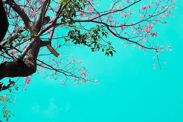 Träd Med Rosa Blommor Blå Himmel Pastell Tonen — Stockfoto