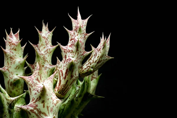 Primer Plano Cactus Huernia Sobre Fondo Negro — Foto de Stock