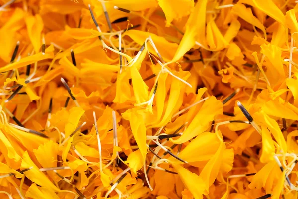 Közelről Háttér Textúra Sárga Körömvirág Szirmok — Stock Fotó
