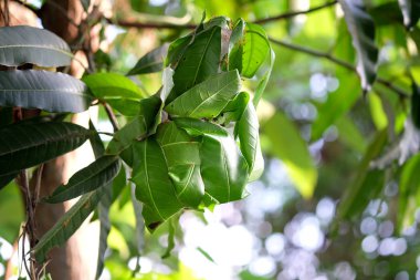 Ev ya da karınca yuvası. Ağaçtaki yapraklardan yapılmış.