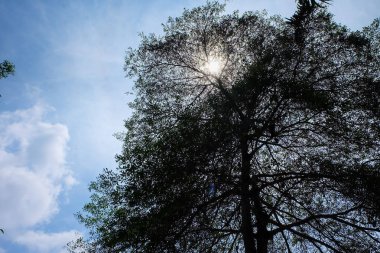 Ağaç siluet gökyüzü arka plan üzerinde görünümü arıyorsunuz
