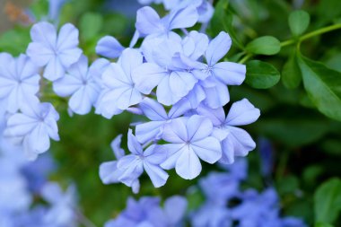 Mavi Plumbago, Cape leadwort yeşil yaprakları arka plan üzerinde