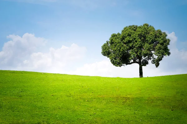 Büyük ağaç üzerinde kopya alanı ile mavi gökyüzü, yeşil çayır yatay