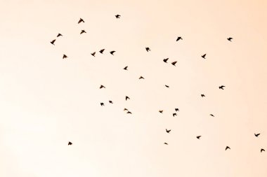Birçok kuş silhouettes akşam gökyüzünde uçmak