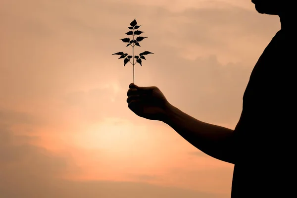 Mann Silhouette Hält Einen Baum Mit Kleinen Ästen Auf Einem — Stockfoto