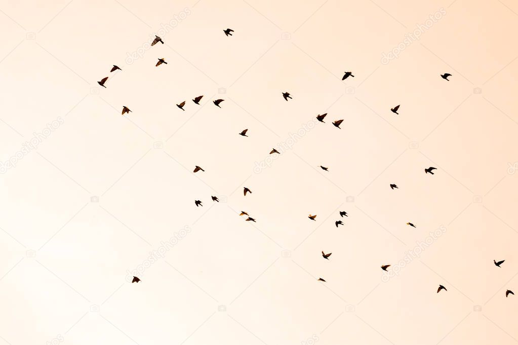 Many bird silhouettes fly in the evening sky
