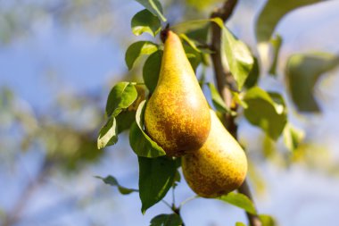 Sulu armut ağacı üzerinde