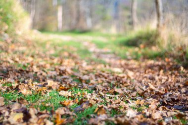 Sonbahar konsepti, düşen yapraklar