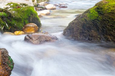 Nehir akımı, yosunlu yakın plan görüntü, uzun pozlu fotoğraf