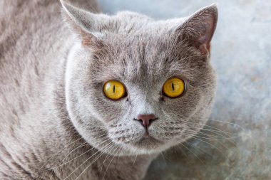 Sarı gözlü İngiliz kısa hava kedisi..