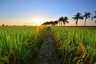 Yeşil paddy alan güzel günbatımı manzarası.