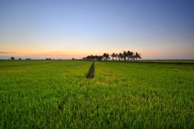 Yeşil paddy alan güzel günbatımı manzarası.
