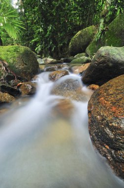 Su akışı yağmur ormanı Malezya.
