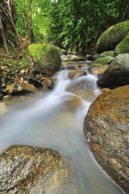 Su akışı yağmur ormanı Malezya.