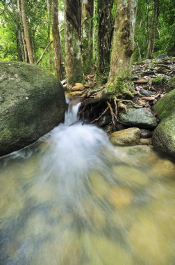 Su akışı Malezya tropikal orman.