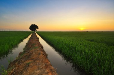 Yeşil paddy alan güzel gündoğumu.