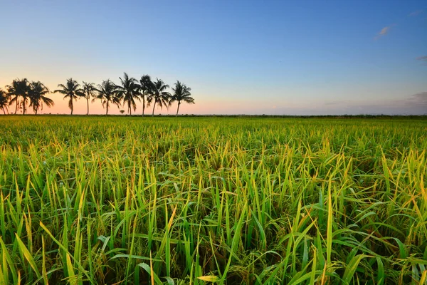 Belle vue coucher de soleil sur la rizière verte . — Photo