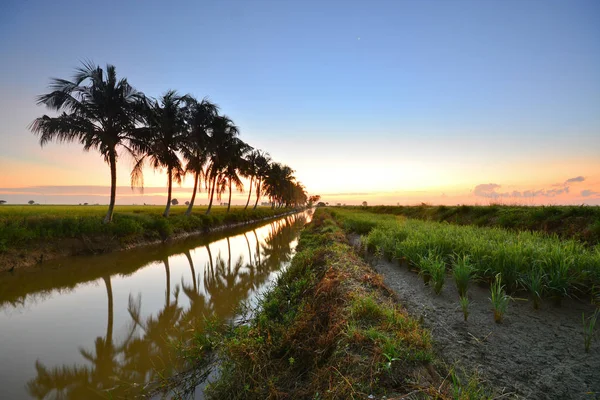 Beau coucher de soleil sur la rizière . — Photo