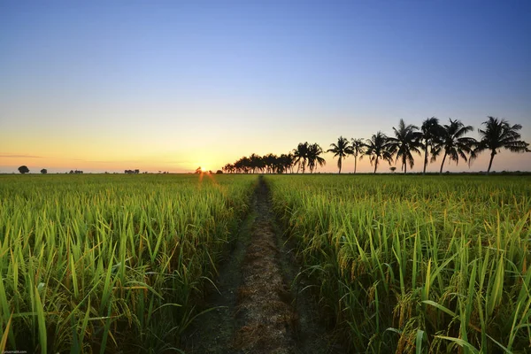 Belle lever de soleil sur le champ de paddy et les palmiers . — Photo