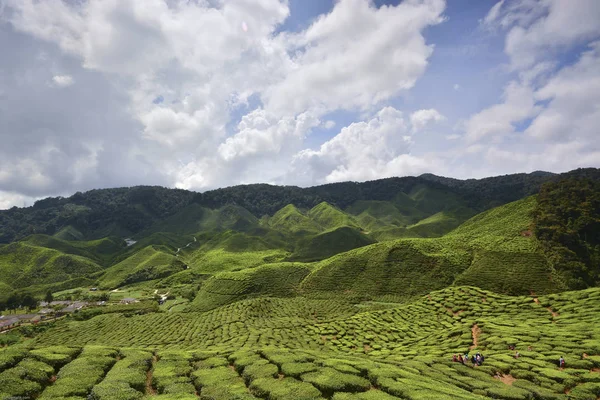 Çay plantasyon, Cameron Highlands, Pahang, Malezya.