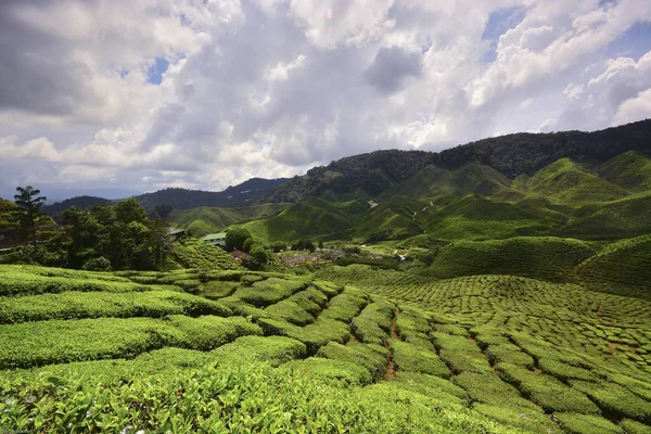 Tea Plantation, Cameron Highlands, Pahang, Malaisie . — Photo