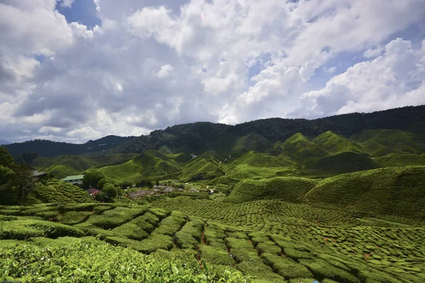 Tea Plantation, Cameron Highlands, Pahang, Malaisie . — Photo