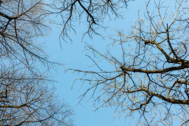 Mavi gökyüzüne karşı güzel ağaç dalları
