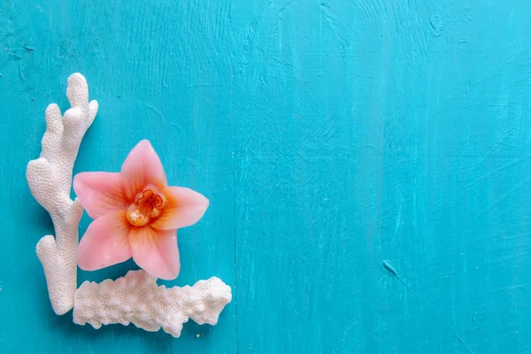 Corals and  pearls — Stock Photo, Image