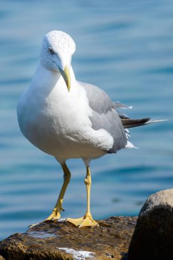 Martı kuş yakın çekim