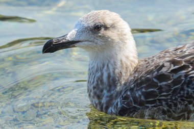 Martı kuş yakın çekim